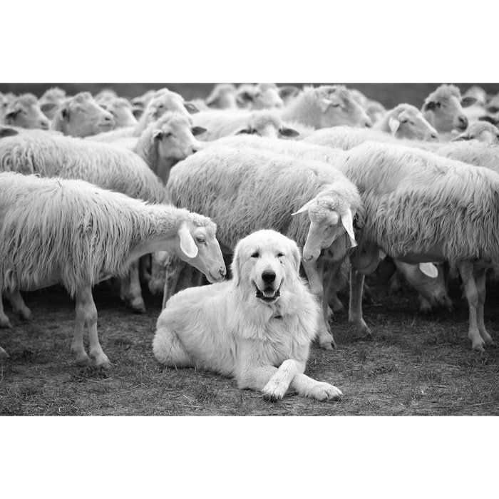 Tableau paysage chien de berger  Toile imprimée