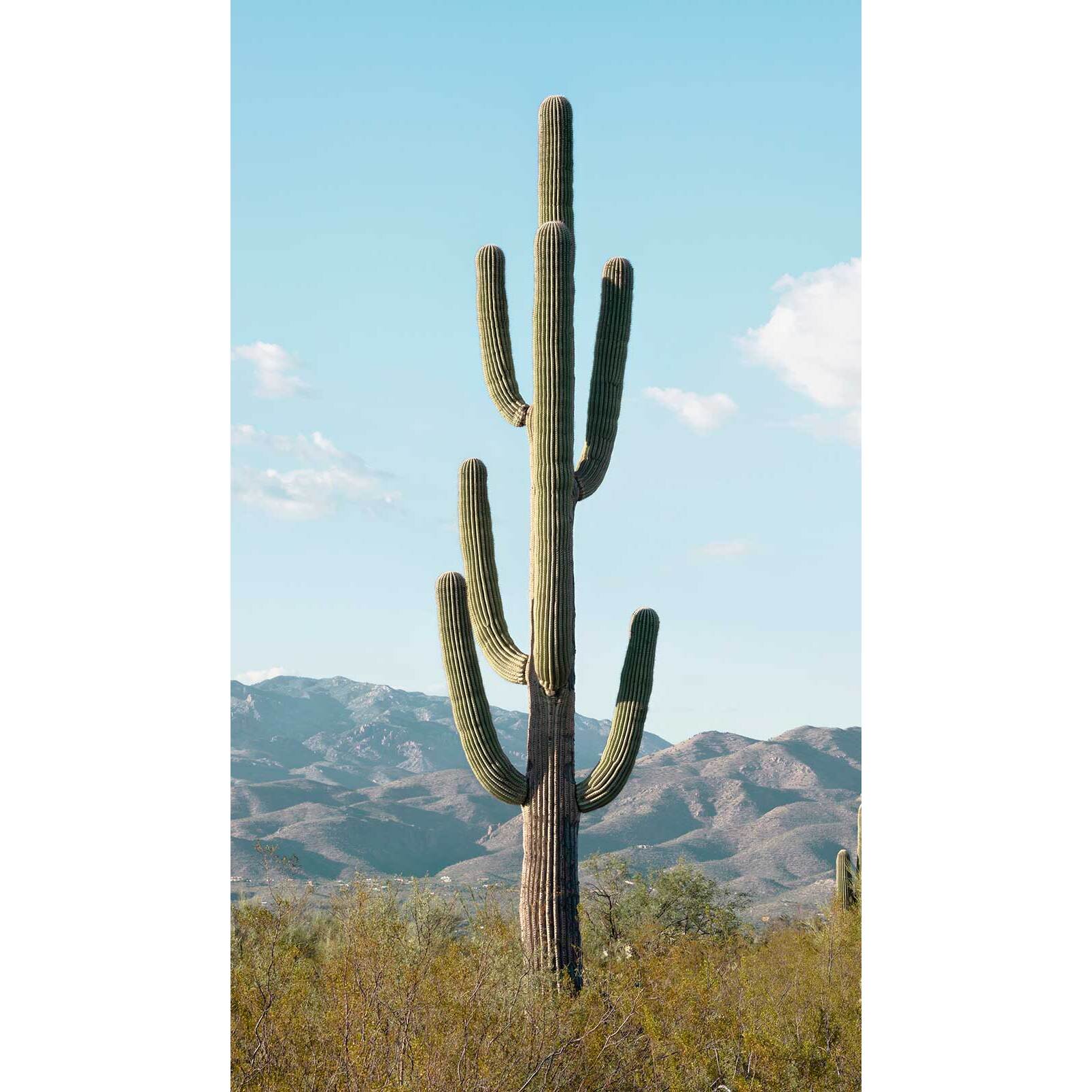 Papier peint jungle cactus mexico Intissé