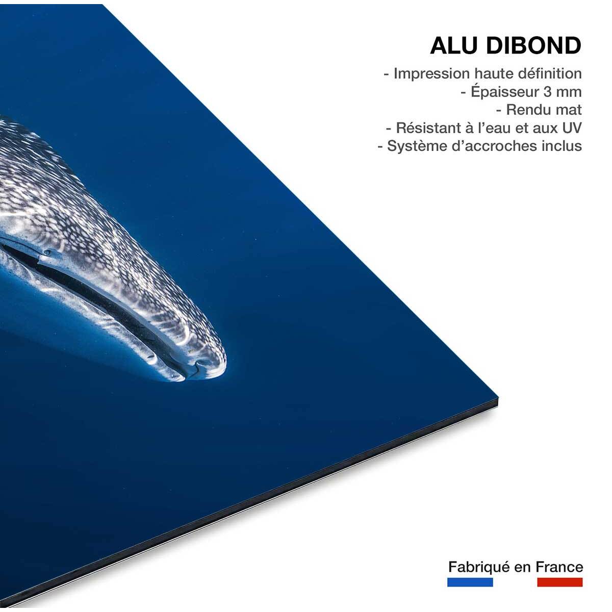 Tableau Requin baleine Tableau alu Dibond