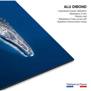 Tableau Requin baleine Tableau alu Dibond