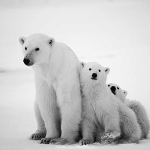 Affiche animaux family polar bear Affiche sous cadre bois