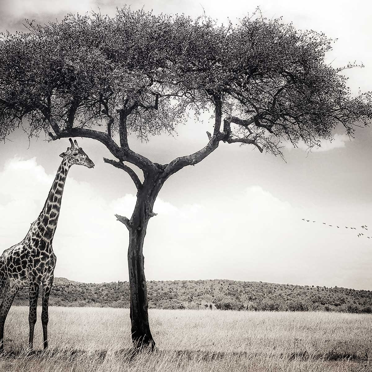 Affiche animaux sous le soleil d' afrique Affiche sous cadre bois