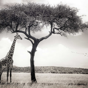 Affiche animaux sous le soleil d' afrique Affiche sous cadre bois