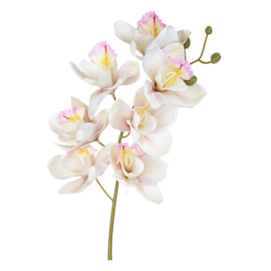 Cymbidium - Pezzi 3 - Colore: Crema/Rosa - Bianchi Dino