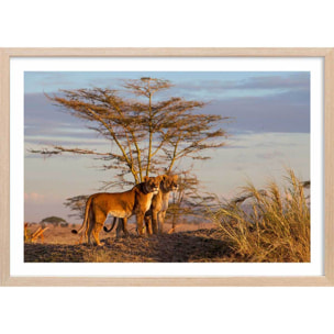 Affiche Lionnes... Affiche + cadre en bois - Chêne