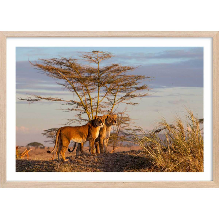Affiche Lionnes... Affiche + cadre en bois - Chêne