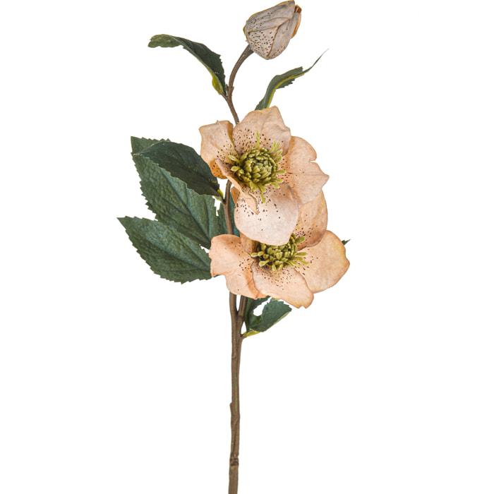 Pianta Di Helleborus Rosa. Altezza 56 Cm - Pezzi 6 - 10X56X18cm - Colore: beige - Bianchi Dino - Fiori Vari A Ramo