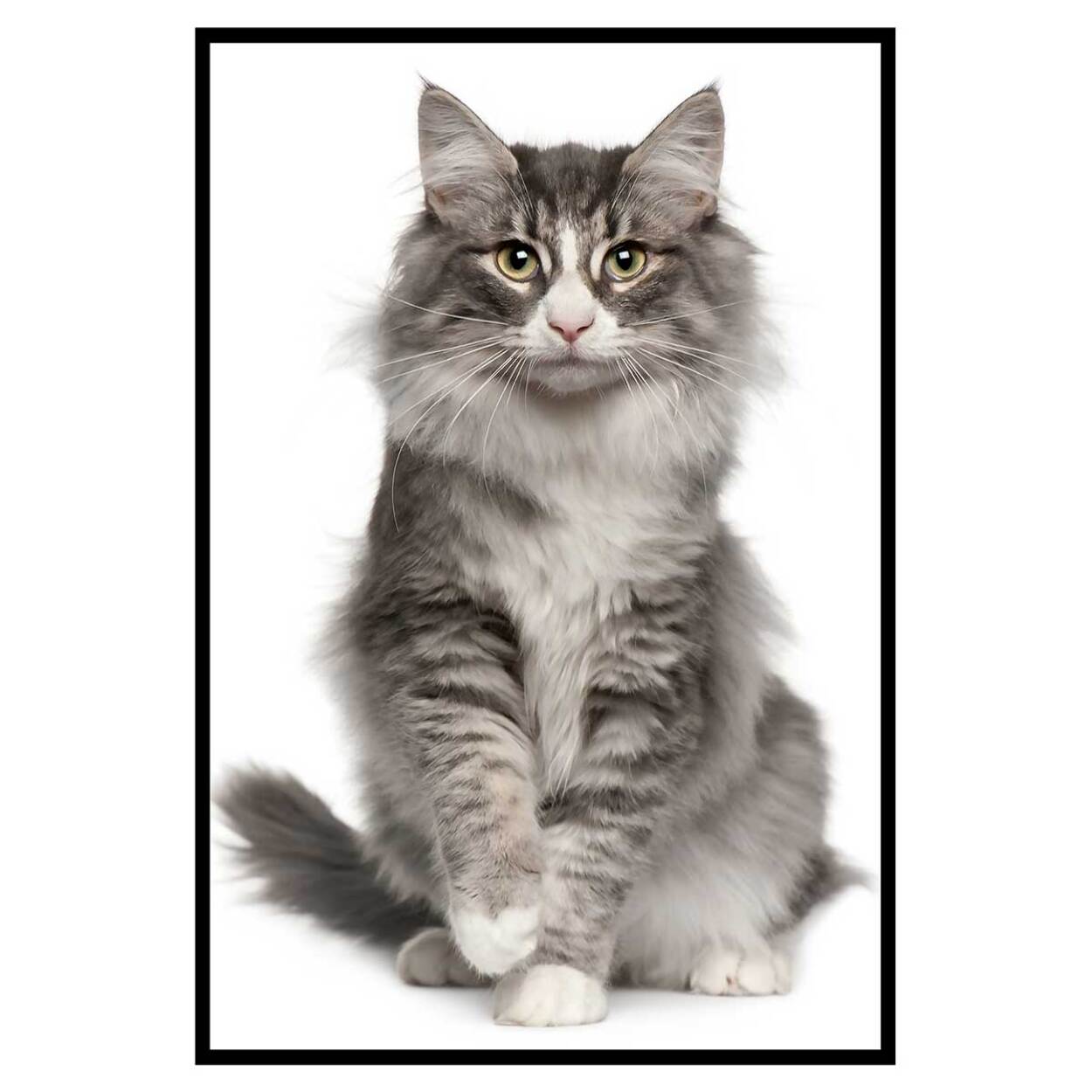 Affiche encadrée chat élégant au pelage majestueux Affiche + cadre en métal - Noir