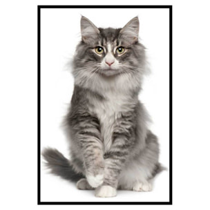 Affiche encadrée chat élégant au pelage majestueux Affiche + cadre en métal - Noir