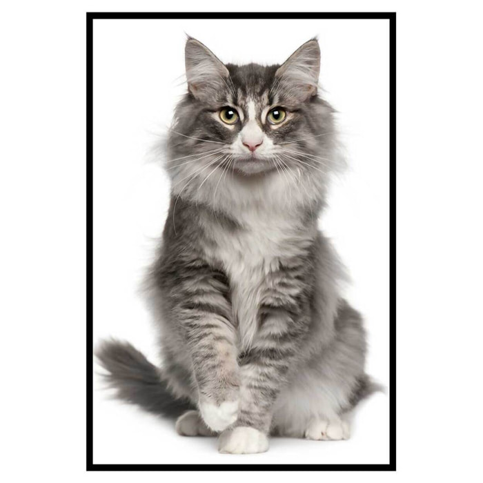 Affiche encadrée chat élégant au pelage majestueux Affiche + cadre en métal - Noir