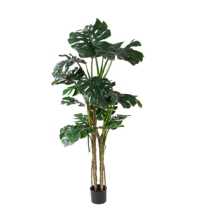 Monstera con vaso - Pezzi 1 - Colore: Verde - 28xH180x18cm - Bianchi Dino