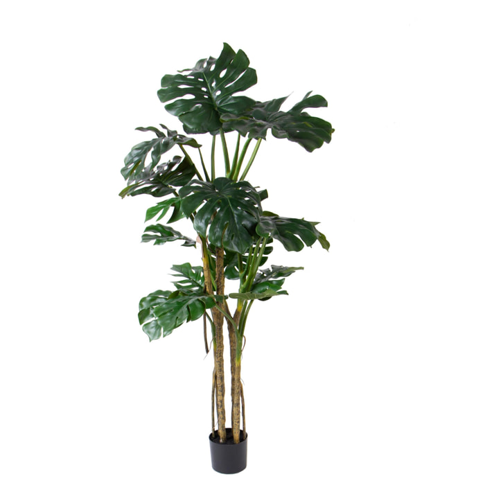Monstera con vaso - Pezzi 1 - Colore: Verde - 28xH180x18cm - Bianchi Dino