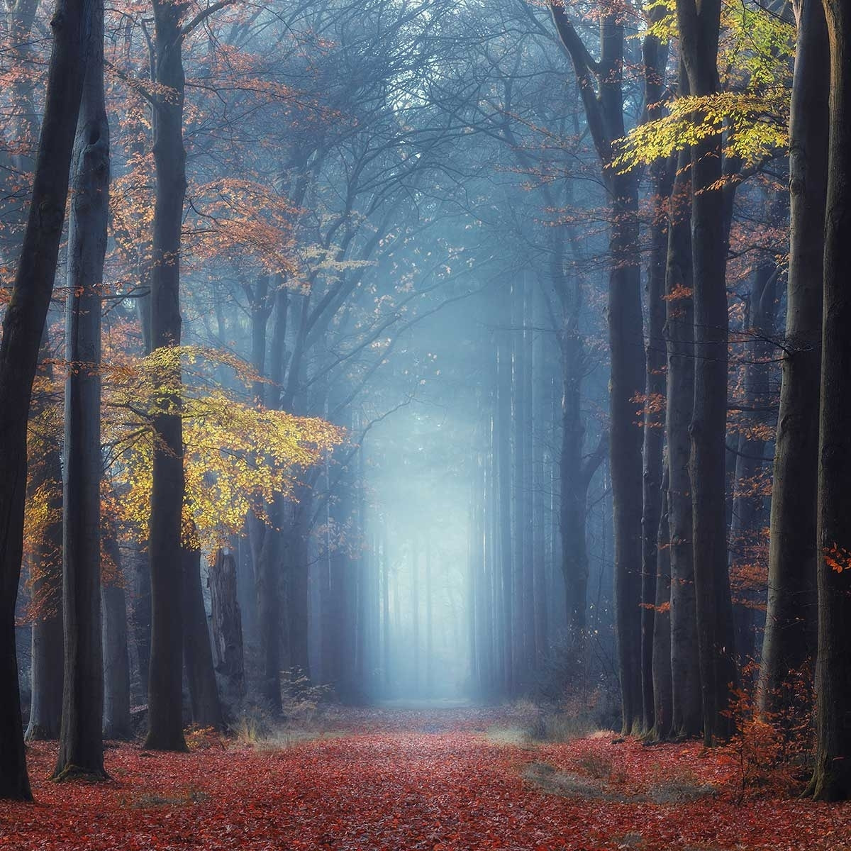 Affiche ""Lumière douce d'automne"" Affiche seule