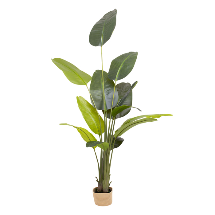 Traveller Banana 210 - Pianta Artificiale Decorativa Tropicale Banano H210 cm per Interno Esterno con Vaso Beige