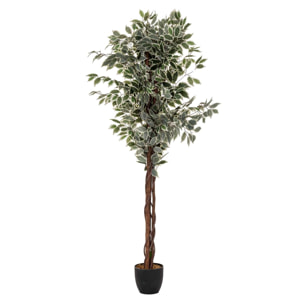 Planta ficus bruneli 180cm