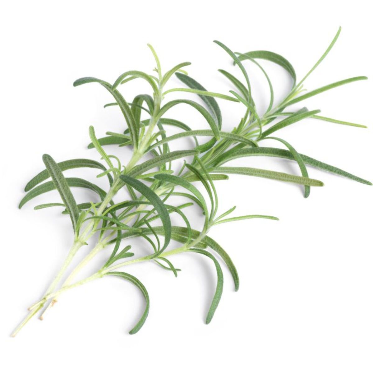 Recharge jardin d'intérieur VERITABLE romarin