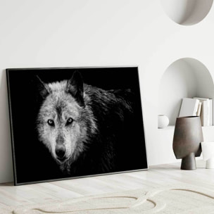 Affiche encadrée lion noir et blanc au regard bleu Affiche + cadre en métal - Noir