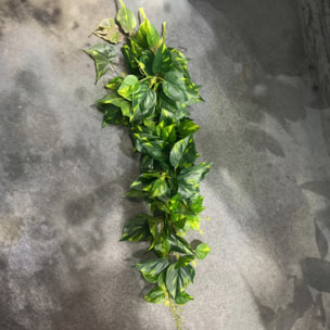 Pothos cadente - Pezzi 1 - Colore: Verde - Bianchi Dino