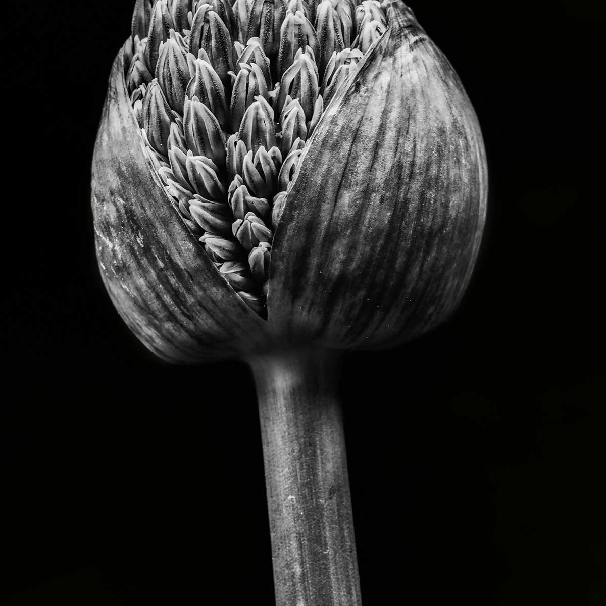 Poster tropical spring palm Affiche + cadre en bois - Chêne