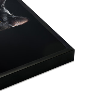 Affiche encadrée chat noir au regard doré Affiche + cadre en métal - Noir