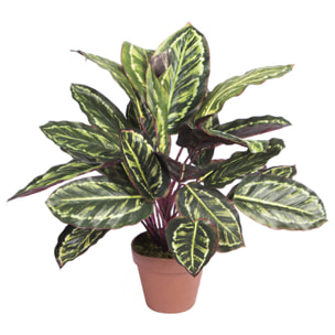 Planta Artificial Calatea Cebra 49 Cm
