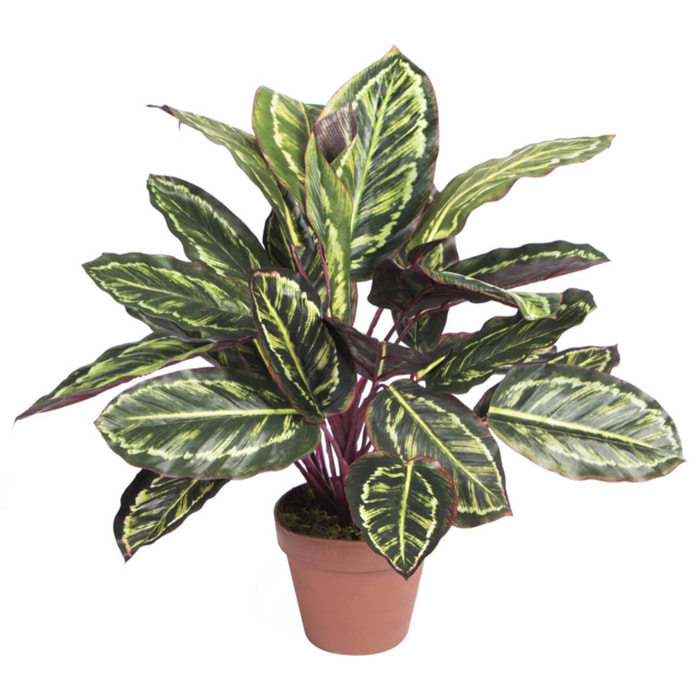 Planta Artificial Calatea Cebra 49 Cm