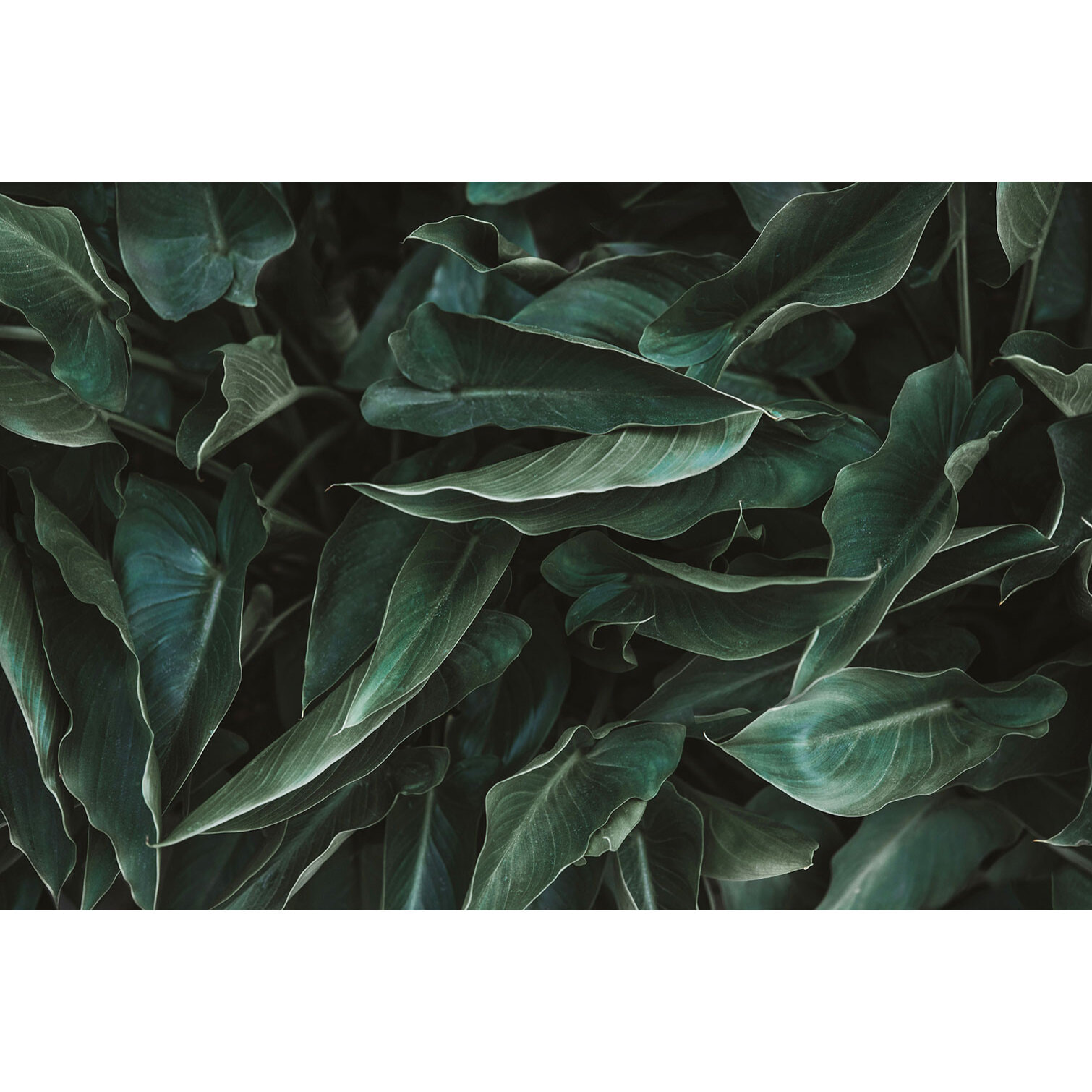 Tableau cactus green leaves  Toile imprimée