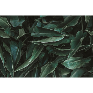 Tableau cactus green leaves  Toile imprimée
