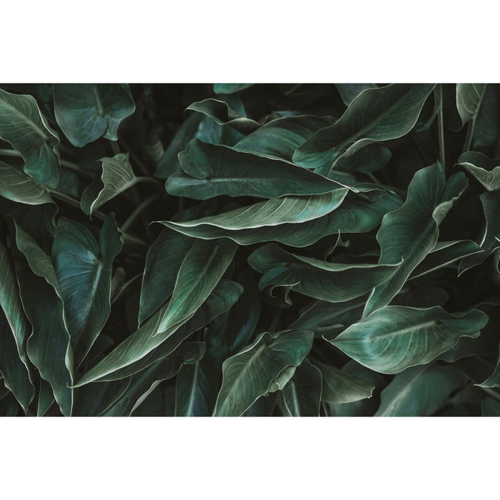 Tableau cactus green leaves  Toile imprimée