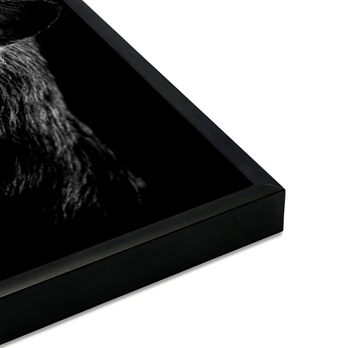 Affiche encadrée lion noir et blanc au regard bleu Affiche + cadre en métal - Noir