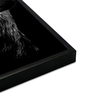 Affiche encadrée lion noir et blanc au regard bleu Affiche + cadre en métal - Noir