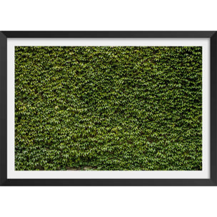 Affiche nature mur de lierres Affiche + cadre en bois - Noir