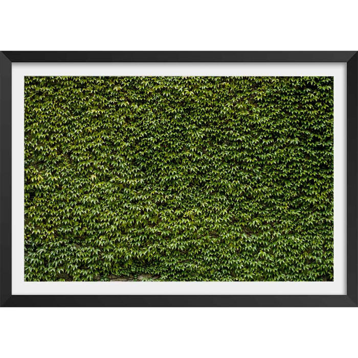 Affiche nature mur de lierres Affiche + cadre en bois - Noir