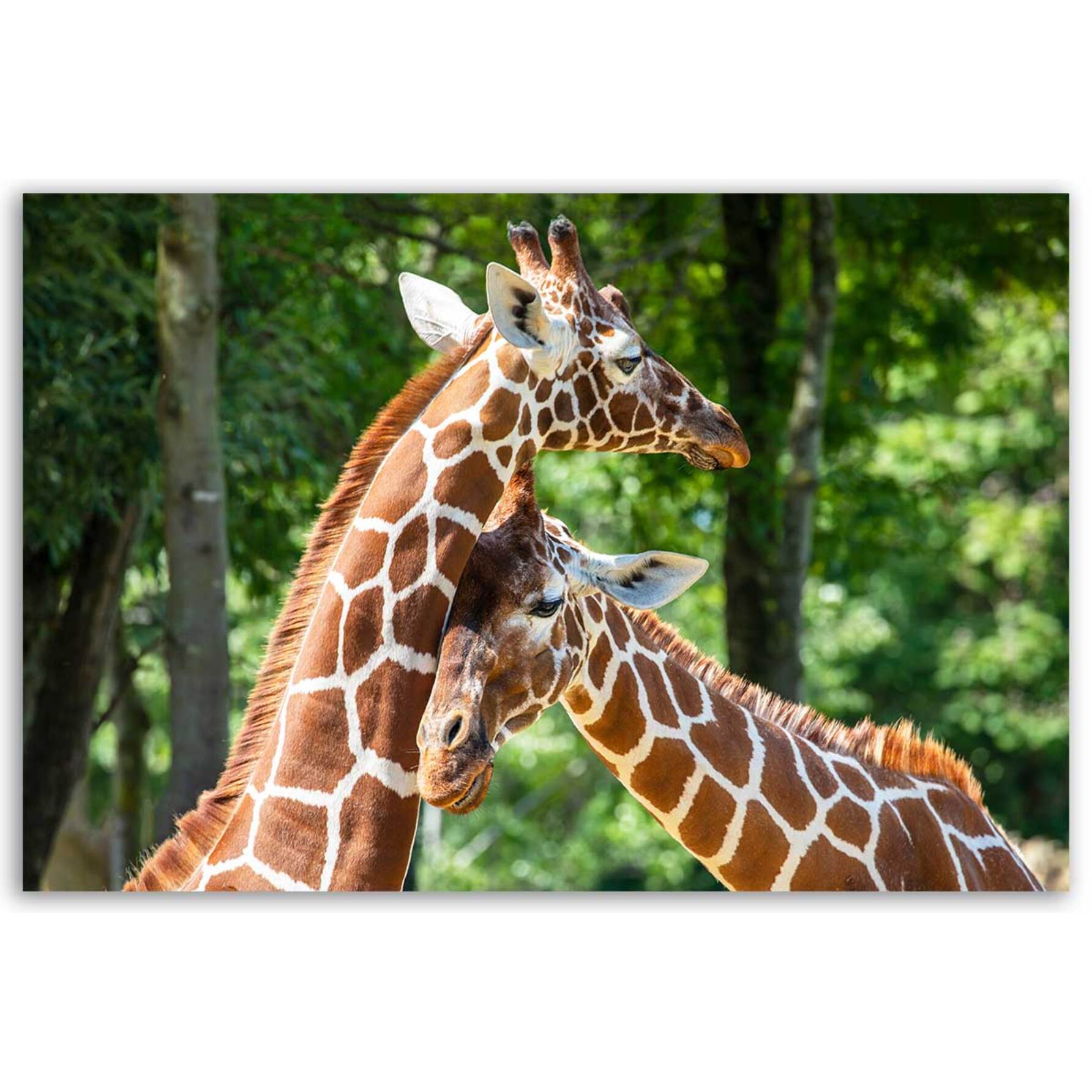 Tableau girafes complices en forêt Toile imprimée