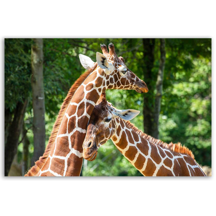 Tableau girafes complices en forêt Toile imprimée
