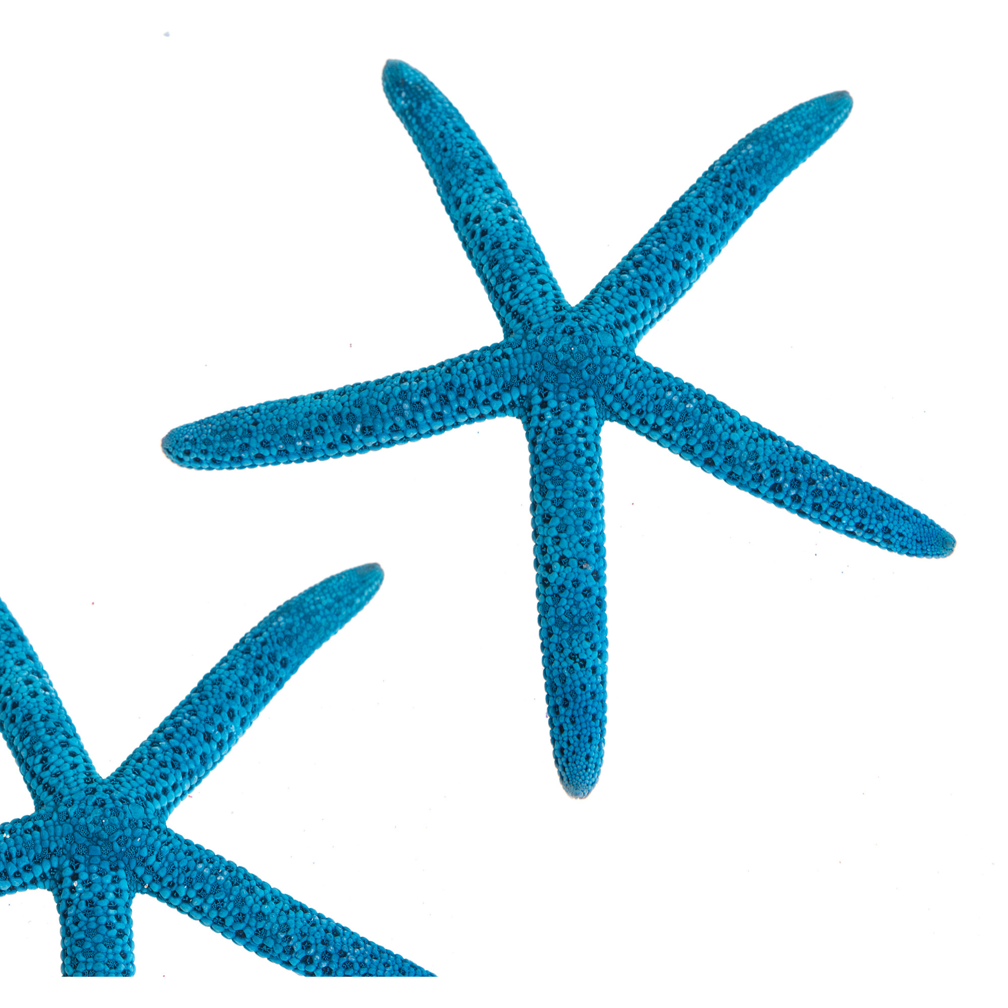 Stelle Linckia Laevigata 15 Pezzi. Larghezza 7/9 Cm - Pezzi 2 - 8X10X8cm - Colore: Blu - Bianchi Dino - Conchiglie Decori E Stelle Marine