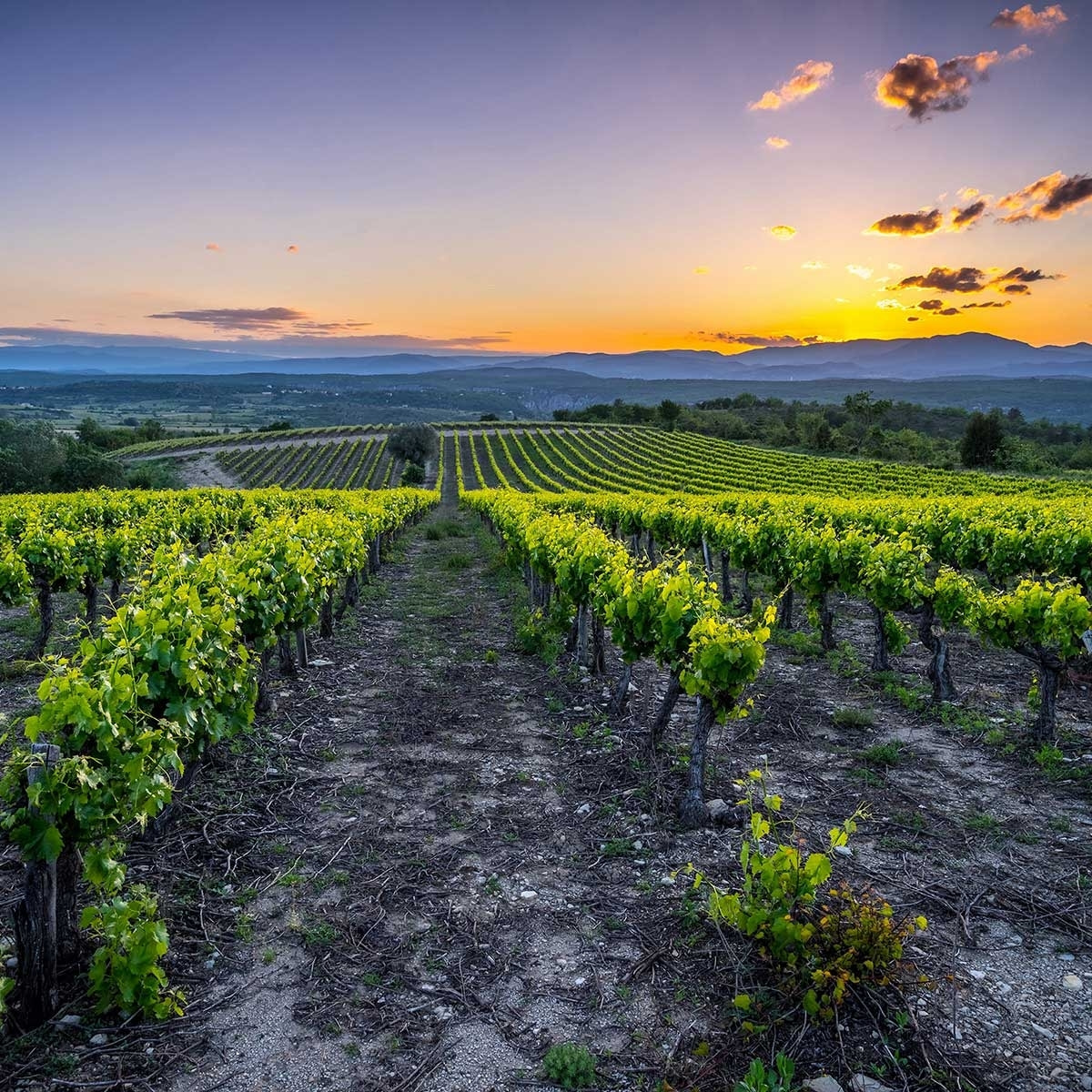 Tableau Tableau photo vineyard Toile imprimée