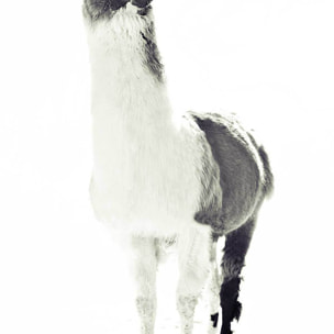 Affiche enfant noir et blanc Affiche seule