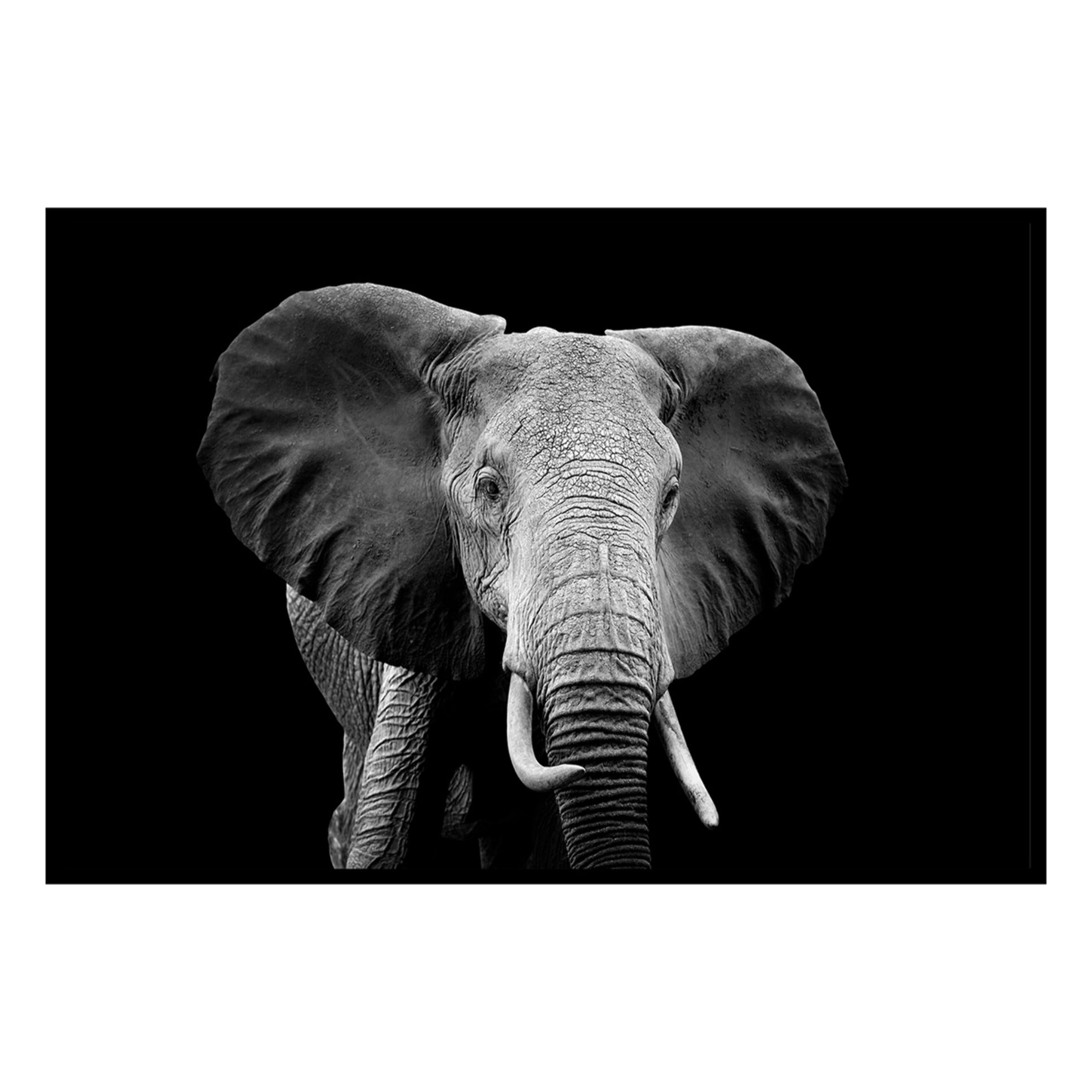 Affiche encadrée éléphant en noir et blanc Affiche + cadre en métal - Noir