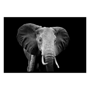 Affiche encadrée éléphant en noir et blanc Affiche + cadre en métal - Noir