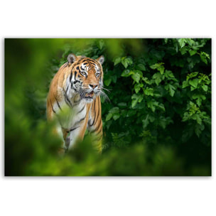 Tableau tigre majestueux dans la jungle Toile imprimée