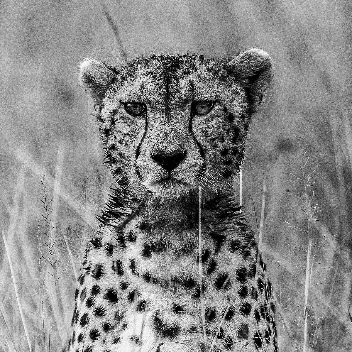 Papier peint guépard dans la savane Intissé