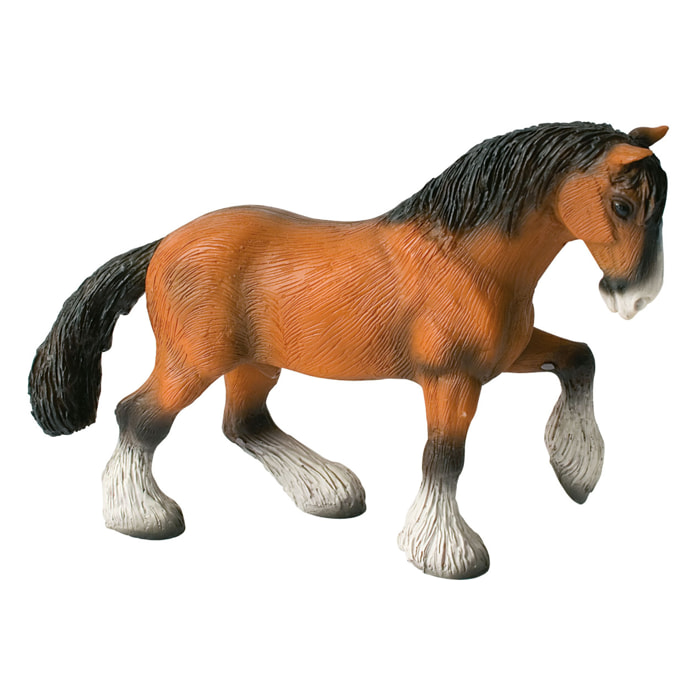 Cavalli/Shire