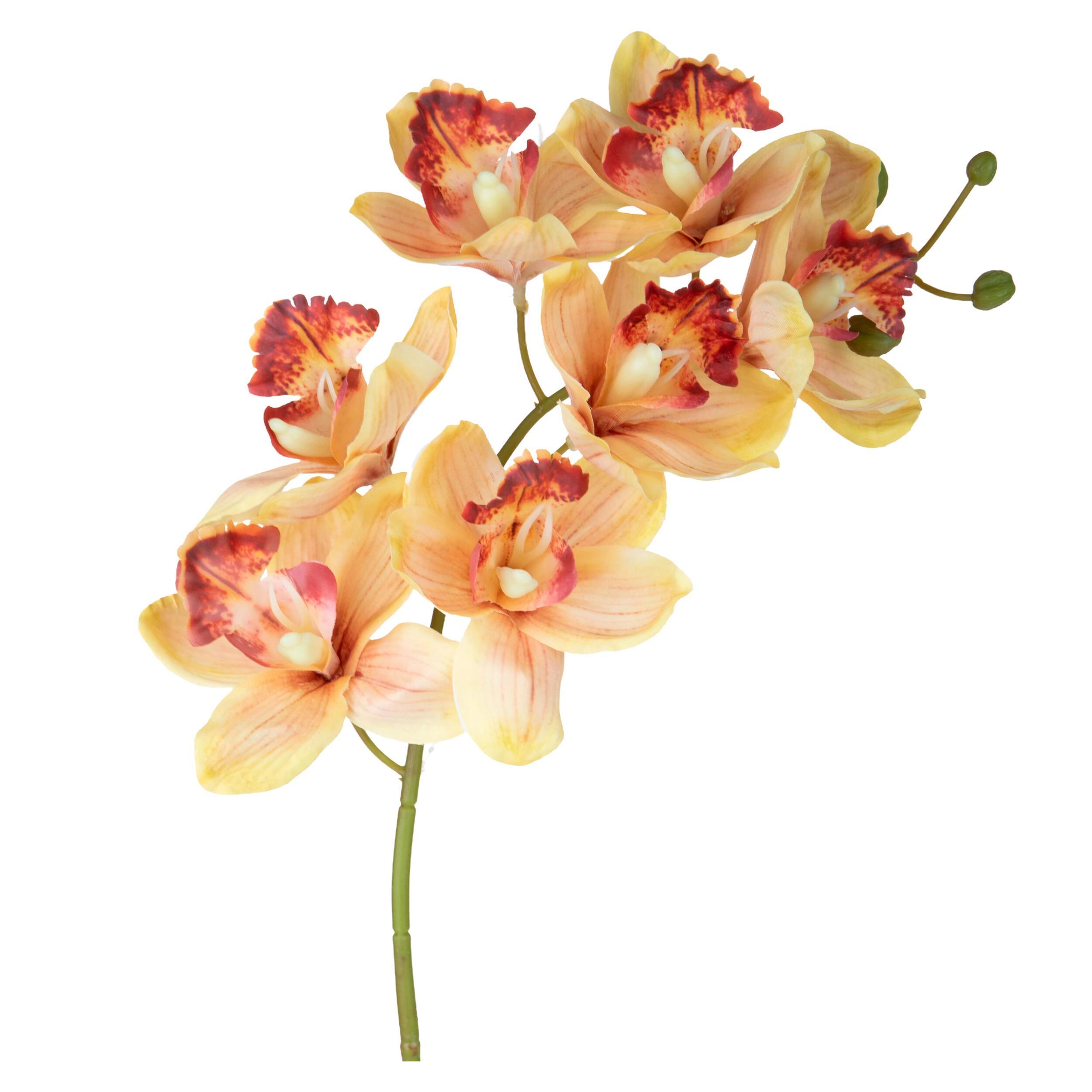 Cymbidium - Pezzi 3 - Colore: Giallo/viola - Bianchi Dino