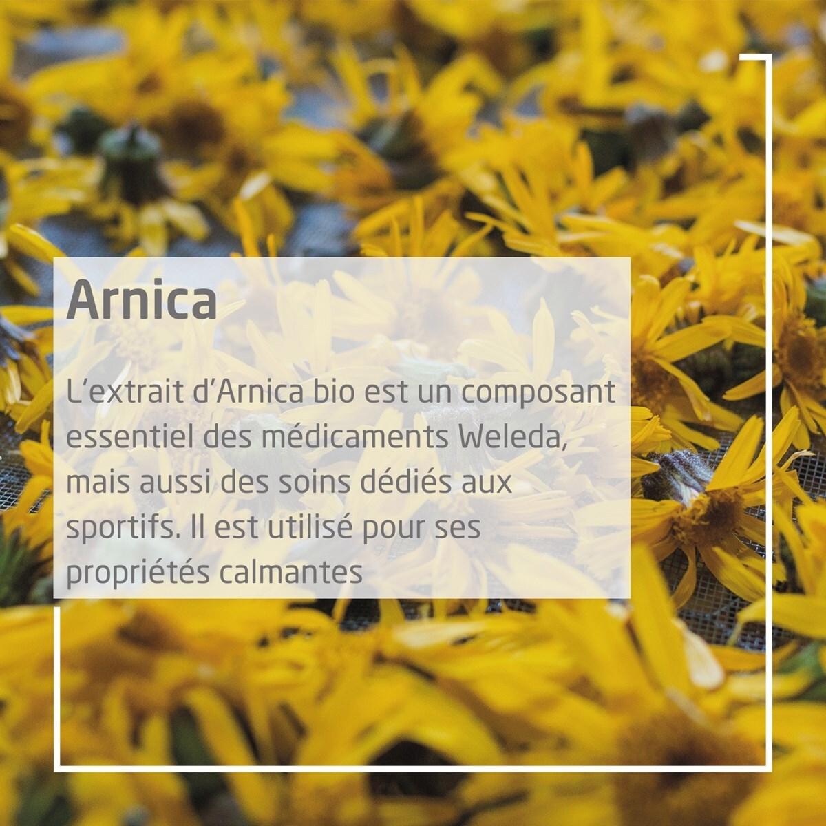 WELEDA -  Roller à l'Arnica 75ml
