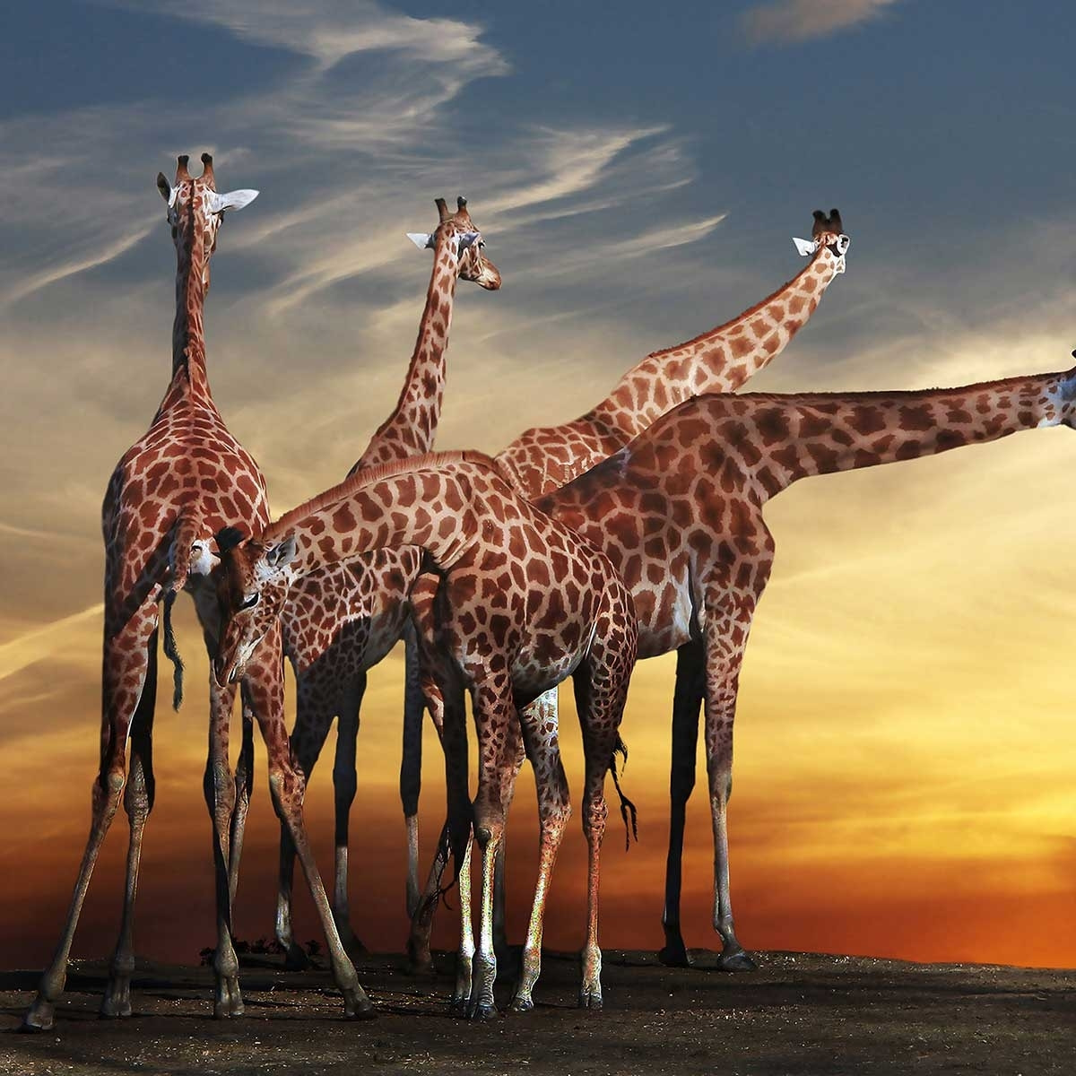 Tableau animaux girafe meeting Toile imprimée