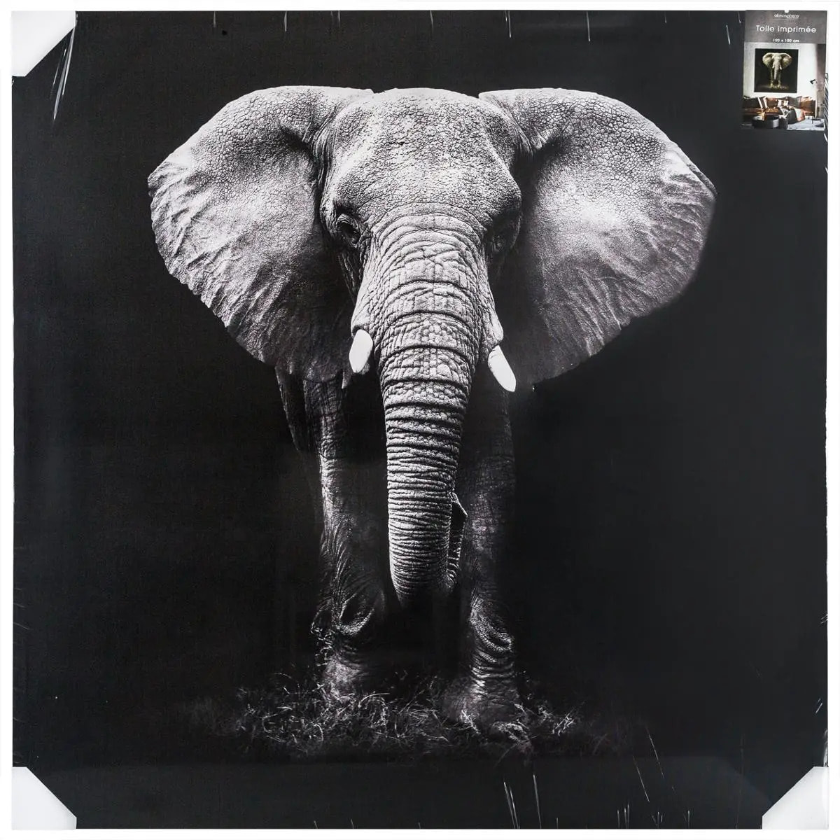 Toile imprimée éléphant 100x100cm