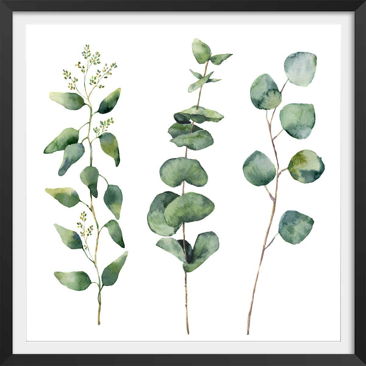 Affiche aquarelle eucalyptus Affiche + cadre en bois - Noir