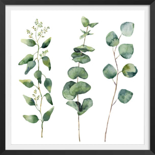 Affiche aquarelle eucalyptus Affiche + cadre en bois - Noir