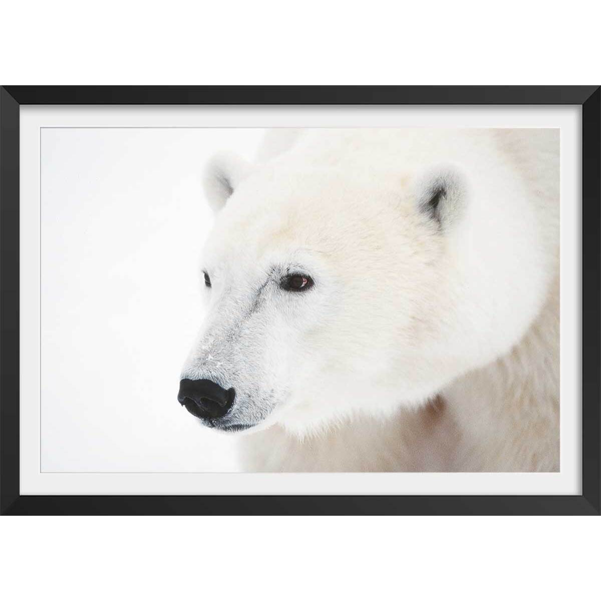 Affiche photo ours blanc polaire Affiche + cadre en bois - Noir